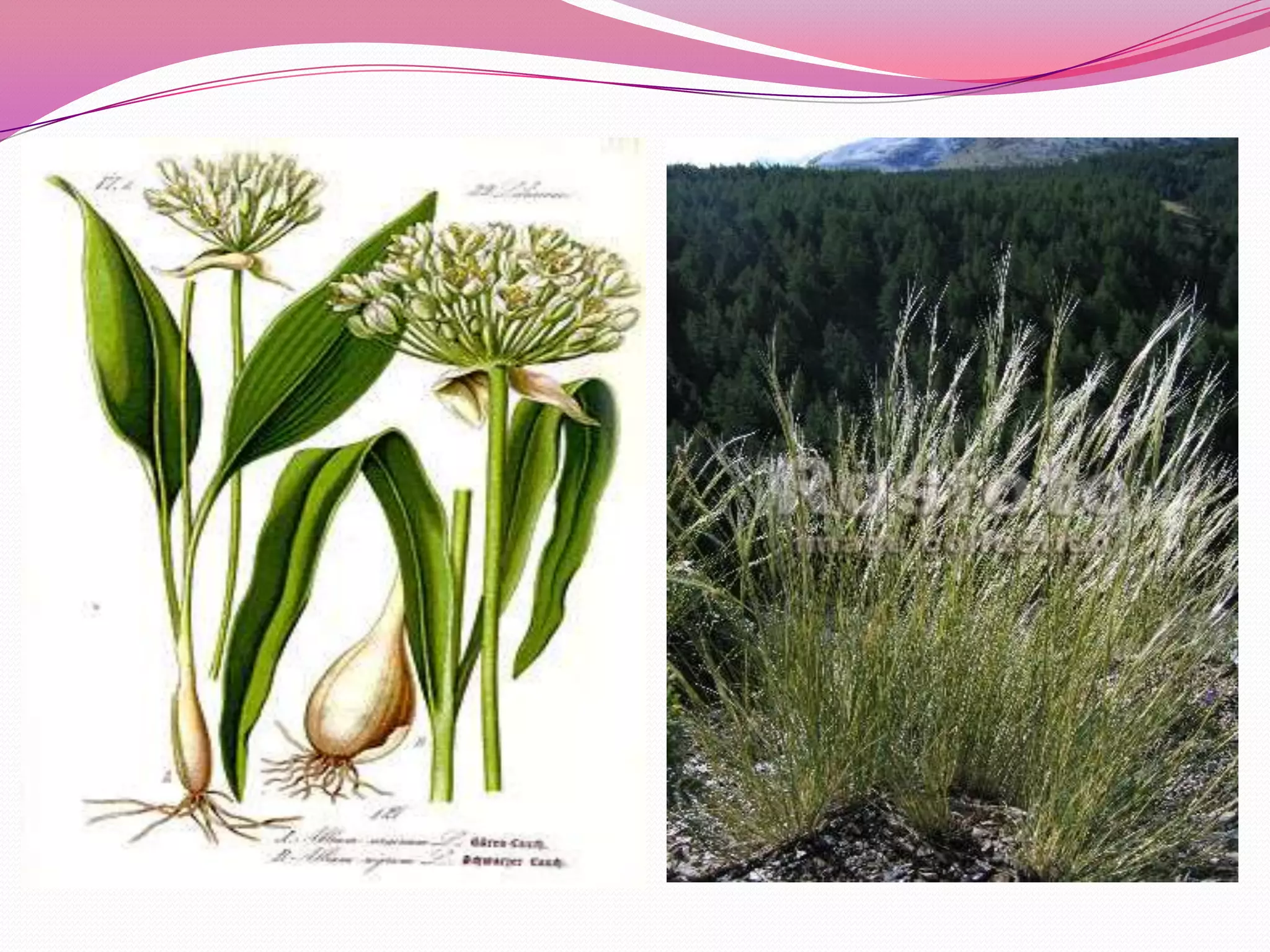 7д бэлчээрийн ургамал