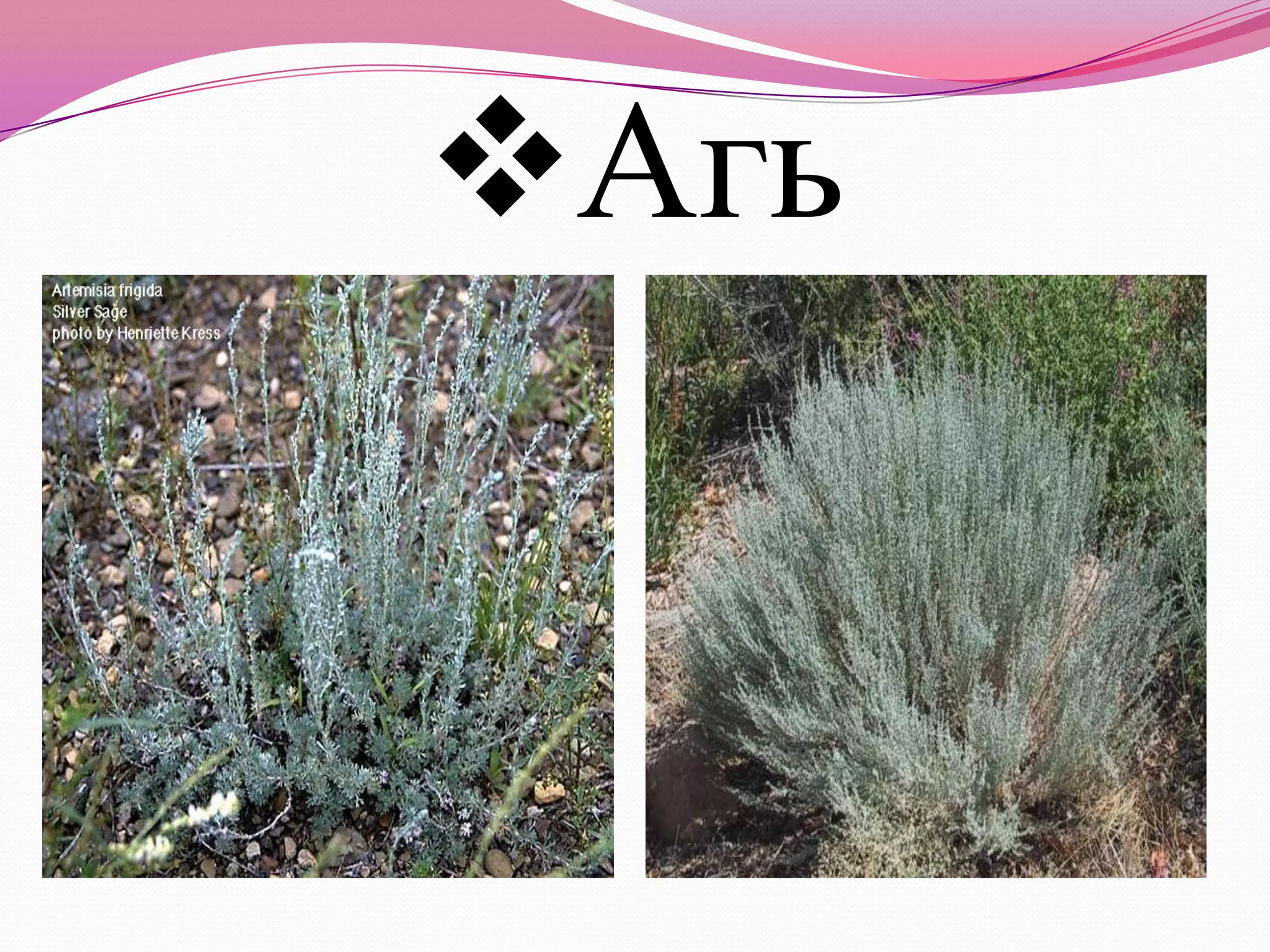 7д бэлчээрийн ургамал