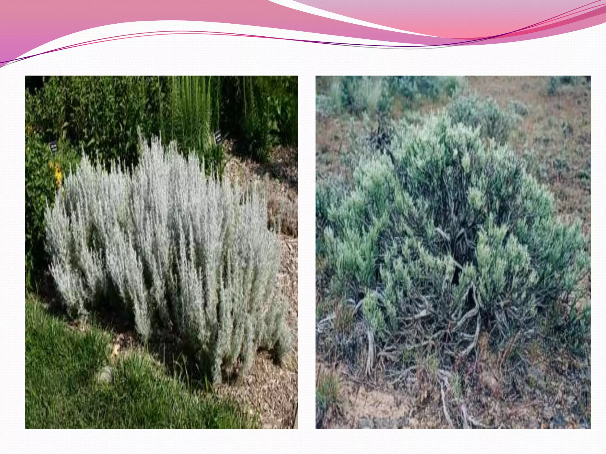 7д бэлчээрийн ургамал