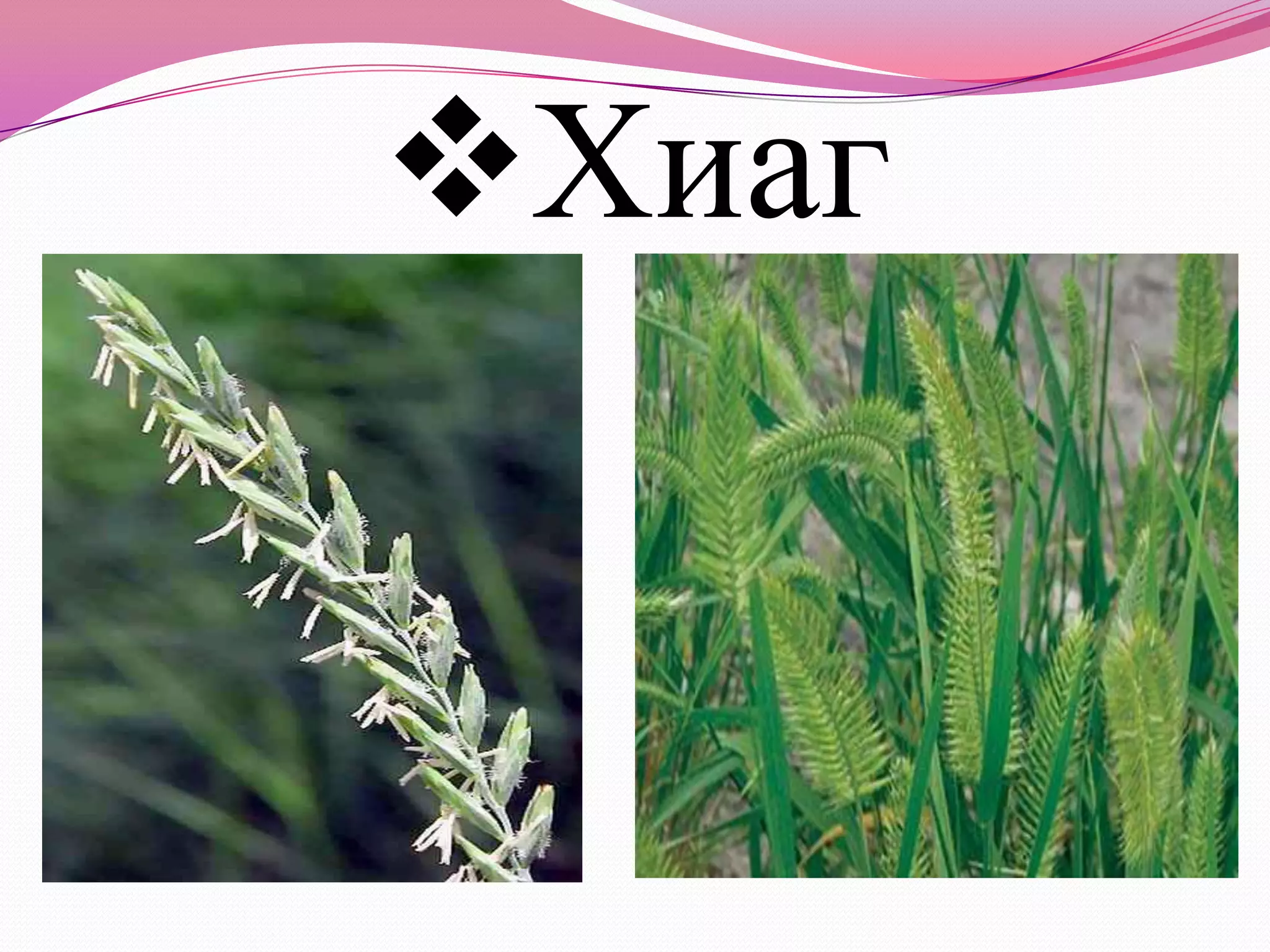 7д бэлчээрийн ургамал