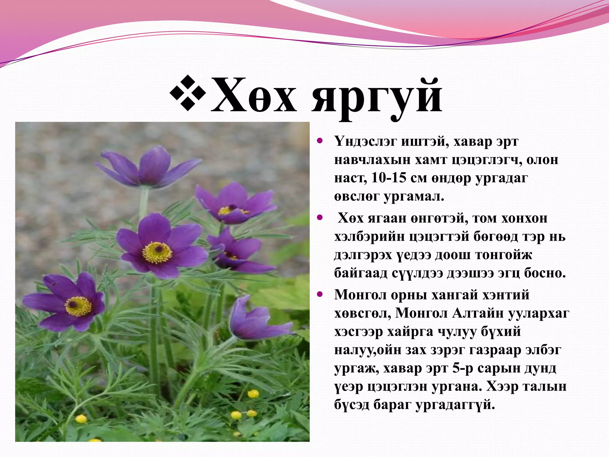 ХиагМөлхөгч үндэслэг иштэй, олон наст ургамал. Ногоон-цэгээн-ногоон өнгийн гөлгөр хавтгай навчтай. Хиагийг үхэр идэх маш их дуртай Гол төлөв голын хаялагад ургах боловч хуурай хөндийн адаг, сийрэг ой, уулын хажуу, атаржиж буй газар ургана. 