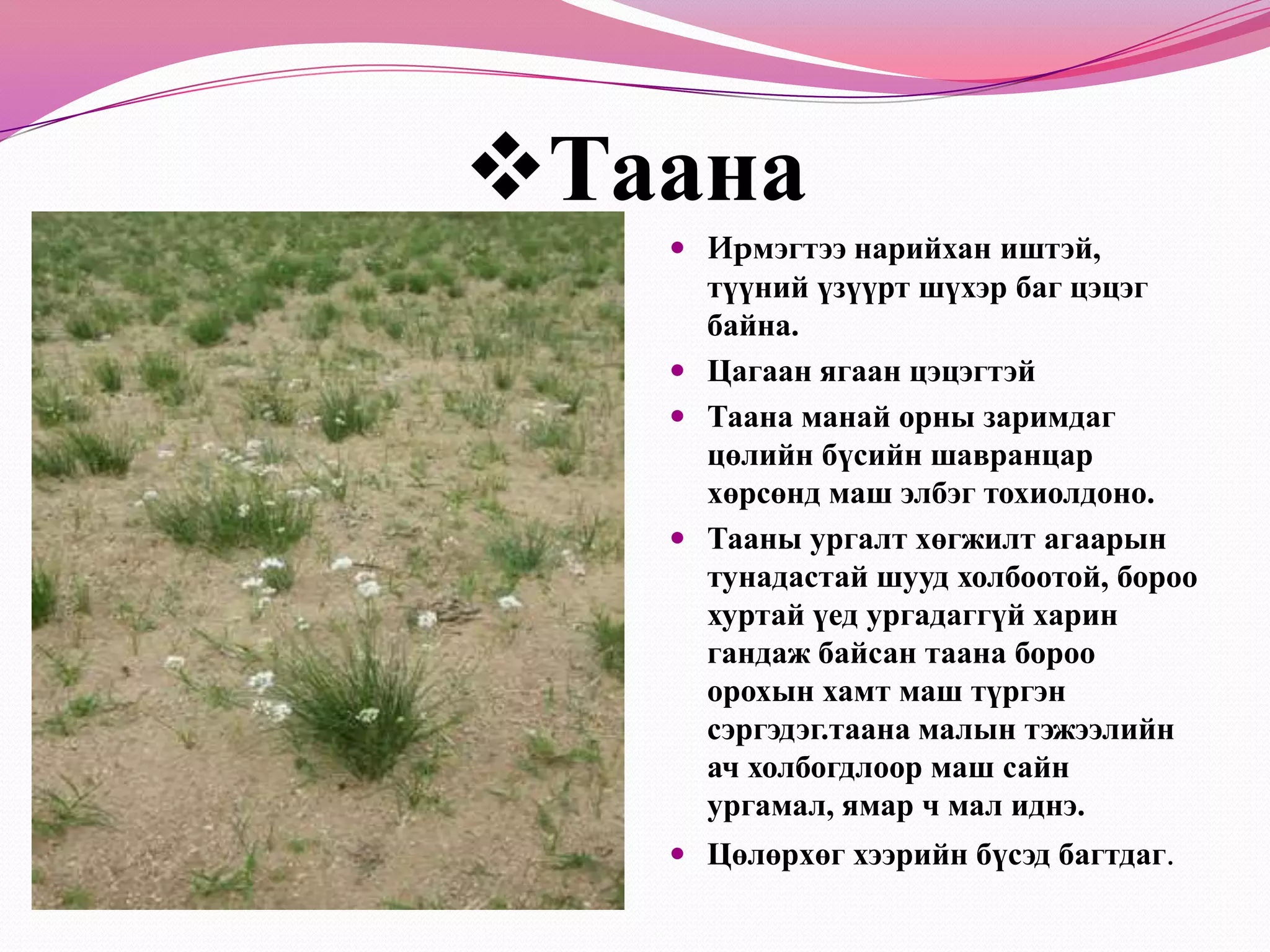 Шувуун хөл.Шувуун  хөл ойт хээр хээрийн хялгана ,  хазаар өвс,элдэв ургамалтай холилдсон хуурай газраар элбэг ургадаг. Үндэслэг ишээс хэд хэдээр гарсан  төдий л том бус сонгинолог иштэй олон наст ургамал. Нарийн урт иштэй,ховил бүхий нарийн бортгон  навчтай харилцан адилгүй хөлтэй  баг цэцгүүдээс бүрдсэн шүхэр баг цэцэгтэй. Шувуун хөл бол малын тэжээлийн сайн чанартай бөгөөд хонь сайн иддэг, харин адуу тэмээ, үхэр базаахгүй иднэ.Намар бог мал иднэ. Өвөл хагдран  ойчих  тул  үндсэн дээрээ үлдэхгүй.