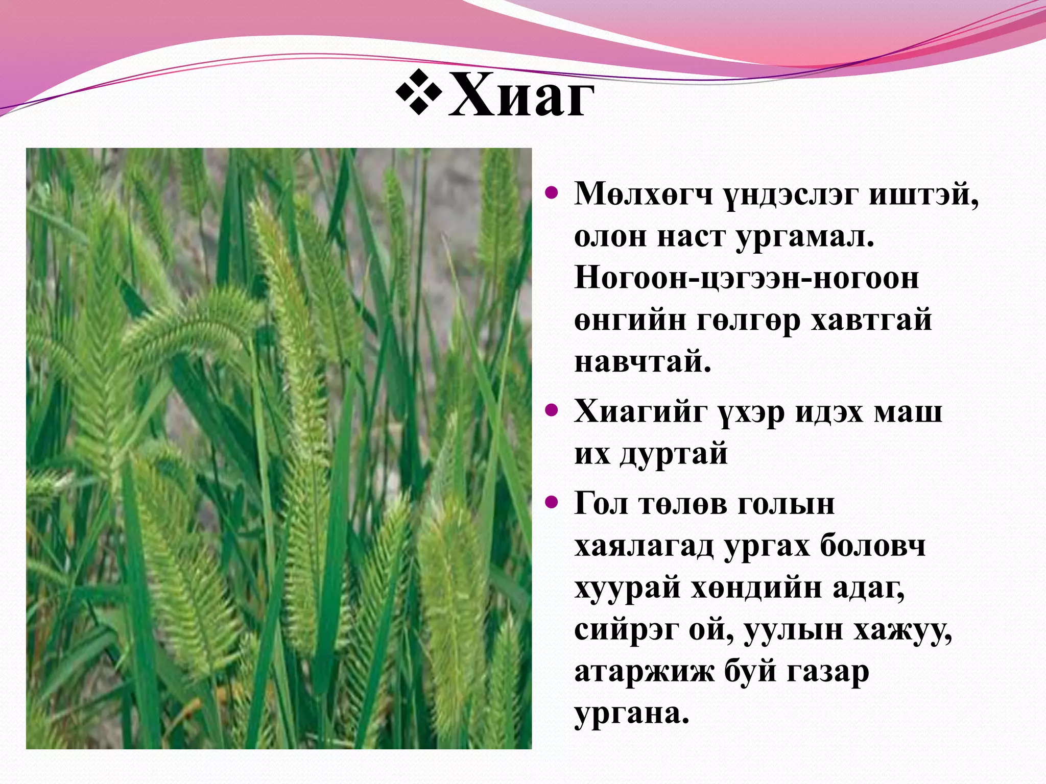 АгьАгь монгол оронд гол төлөв ойт хээр болон хээр талын бүсэд маш элбэг ургадаг.10-40 см өндөр ургадаг саравгар ишт,олон нас заримдаг сөөгөн ургамал. Шаравтар өнгөтэй жижиг бөмбөлөг хэлбэрт сагс баг цэцэгтэй.Түүний иш ,навч  гадуураа саарал юмуу бор ногоон өнгөтэй торгомсог үсээр хучигдсан байна.Агь хавар эрт цухуйдаг бэлчээрийн ач холбогдолтой ургамал.