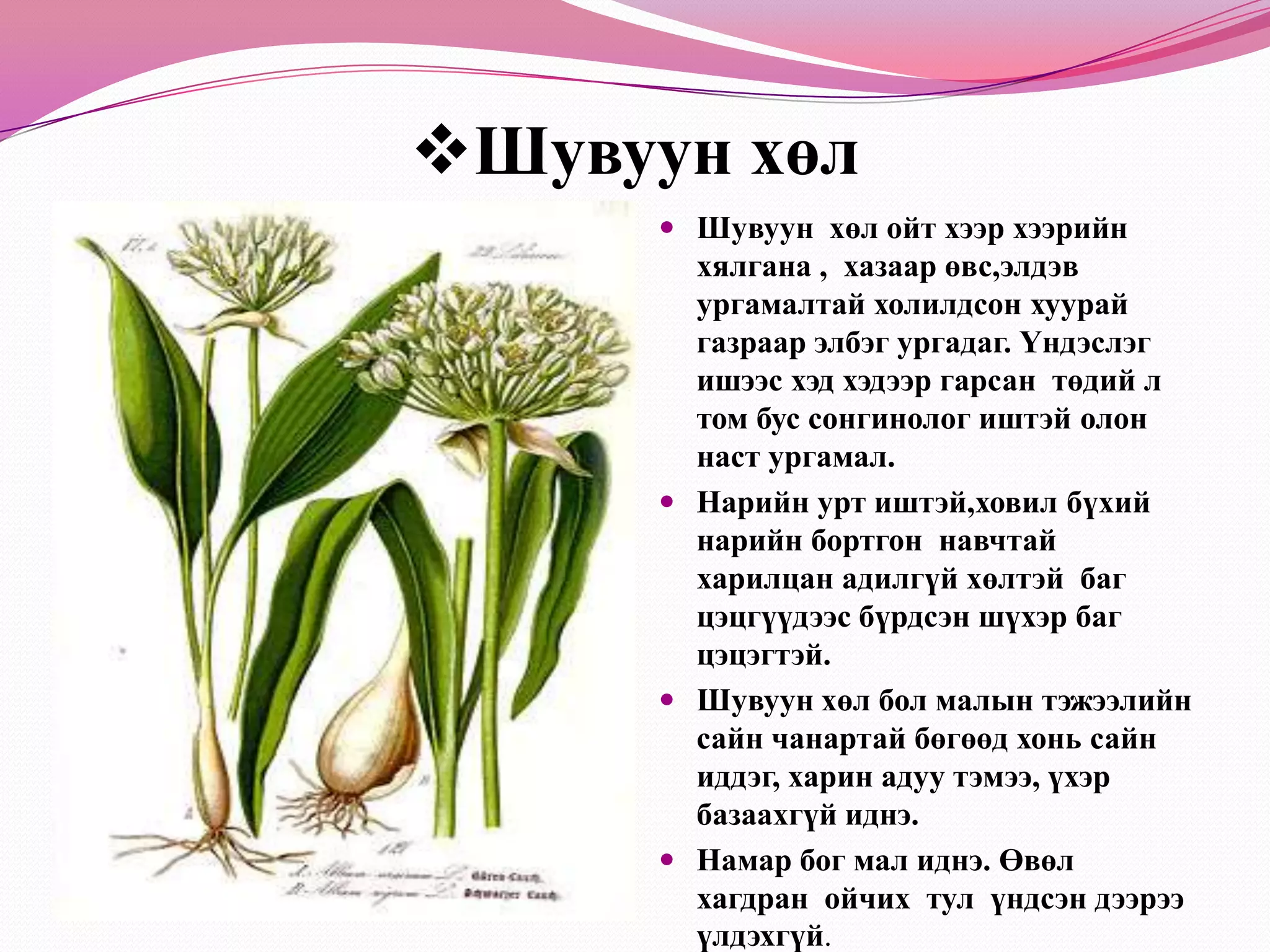 Монгол өвсМонгол өвс манай орны заримдаг цөлийн хайр, чулуутай улаан хүрэн хөрс бүхий дов толгод, тэдгээрийн хоорондох хөндийд элбэг тохиолдоно. Жижиг дэгнүүл үүсгэгч намхан, олон наст өвслөг ургамал. Монгол өвс тэжээлийн маш сайн ургамал эцэж онд орсон малыг хурдан тэнхрүүлдэг.