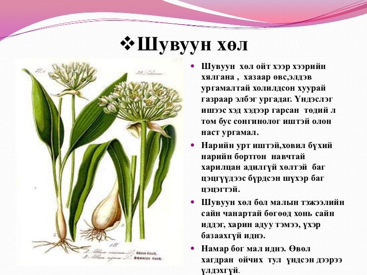 7д бэлчээрийн ургамал