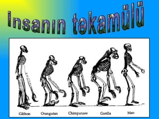 İnsanın təkamülü 