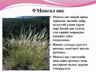 7д бэлчээрийн ургамал
