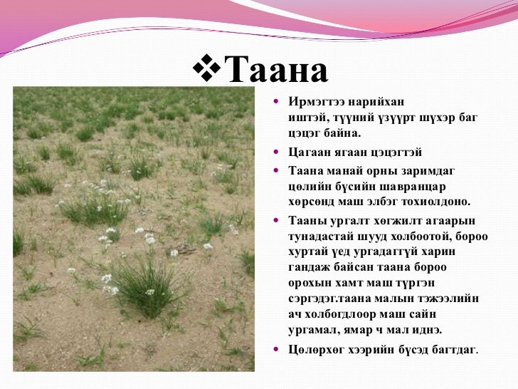 7д бэлчээрийн ургамал