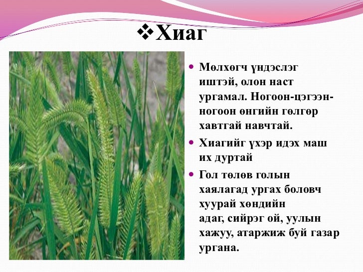 7д бэлчээрийн ургамал