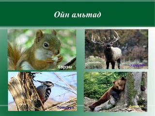 Ойн амьтад Хандгай  Хандгай  Хэрэм  Тоншуул  Баавгай   