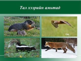 Тал хээрийн амьтад  Сар  