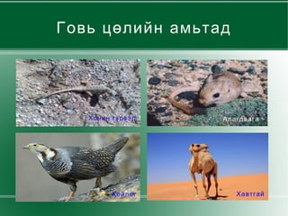 Говь цөлийн амьтад Хонин гүрвэл Алагдаага  Хойлог  Хавтгай  