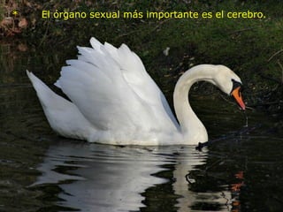   *       El órgano sexual más importante es el cerebro.       