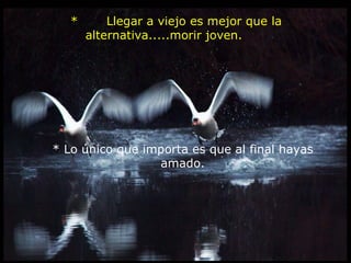   *       Llegar a viejo es mejor que la alternativa.....morir joven.       * Lo único que importa es que al final hayas amado. 
