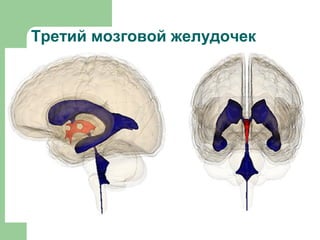 Третий мозговой желудочек
 