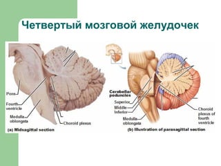 Четвертый мозговой желудочек
 