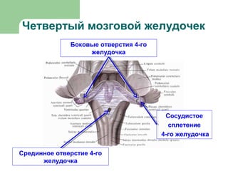 Четвертый мозговой желудочек
              Боковые отверстия 4-го
                   желудочка




                                        Сосудистое
                                         сплетение
                                       4-го желудочка


Срединное отверстие 4-го
      желудочка
 