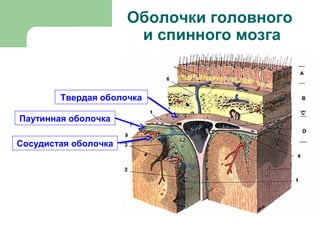 Оболочки головного
                       и спинного мозга


        Твердая оболочка

Паутинная оболочка

Сосудистая оболочка
 