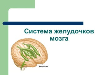 Система желудочков
      мозга
 