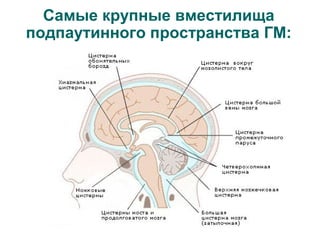 Самые крупные вместилища
подпаутинного пространства ГМ:
 
