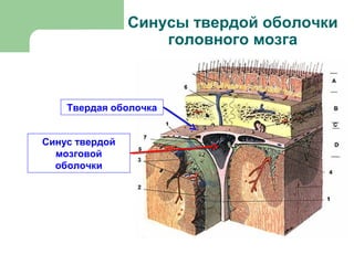 Синусы твердой оболочки
                    головного мозга



    Твердая оболочка


Синус твердой
  мозговой
  оболочки
 