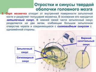 Отростки и синусы твердой
                        оболочки головного мозга
2. Серп мозжечка отходит от внутренней поверхности затылочной
   кости и разделяет полушария мозжечка. В основании его находится
   затылочный синус, В нижней своей части затылочный синус
   разделяется на две ветви, огибающие большое затылочное
   отверстие черепа и соединяющиеся с сигмовидным синусом с
   одноимённой стороны.


                                                          Верхний
                                                       сагиттальный
                                                           синус
          Затылочный
             синус

          Сигмовидный
              синус
 