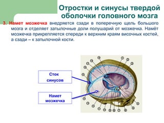 Отростки и синусы твердой
                        оболочки головного мозга
3. Намет мозжечка внедряется сзади в поперечную щель большого
    мозга и отделяет затылочные доли полушарий от мозжечка. Намёт
    мозжечка прикрепляется спереди к верхним краям височных костей,
    а сзади – к затылочной кости.




                   Сток
                  синусов


                   Намет
                  мозжечка
 
