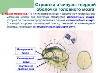 Отростки и синусы твердой
                          оболочки головного мозга
3. Намет мозжечка. По линии прикрепления к затылочной кости намёта
    мозжечка между его листками образуется поперечный синус,
    который по сторонам продолжается в парный сигмовидный синус.
    С каждой стороны сигмовидный синус, лежащий в сигмовидной
    борозде, переходит во внутреннюю ярёмную вену.




          Поперечный
             синус

          Сигмовидный
              синус
            Внутренняя
           яремная вена
 