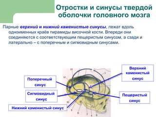 Отростки и синусы твердой
                        оболочки головного мозга
Парные верхний и нижний каменистые синусы, лежат вдоль
  одноименных краёв пирамиды височной кости. Впереди они
  соединяются с соответствующим пещеристым синусом, а сзади и
  латерально – с поперечным и сигмовидным синусами.




                                                       Верхний
                                                     каменистый
          Поперечный                                    синус
             синус

          Сигмовидный                               Пещеристый
              синус                                    синус
   Нижний каменистый синус
 
