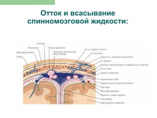 Отток и всасывание
спинномозговой жидкости:
 