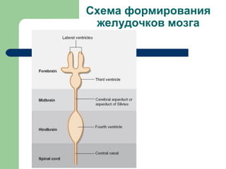 Схема формирования
 желудочков мозга
 