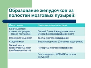 Образование желудочков из
полостей мозговых пузырей:

Отдел мозга          Название полости отдела
Конечный мозг:
- левое полушарие    Первый боковой желудочек мозга
- правое полушарие   Второй боковой желудочек мозга
Промежуточный мозг   Третий мозговой желудочек
Средний мозг         Водопровод мозга (Сильвиев водопровод)
Задний мозг и
продолговатый мозг   Четвертый мозговой желудочек
(ромбовидный мозг)
                     Всего выделяют ЧЕТЫРЕ мозговых
                     желудочка
 