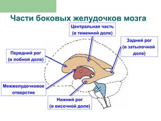 Части боковых желудочков мозга
                           Центральная часть
                           (в теменной доле)
                                                 Задний рог
                                               (в затылочной
  Передний рог                                      доле)
 (в лобной доле)




Межжелудочковое
   отверстие
                       Нижний рог
                   (в височной доле)
 