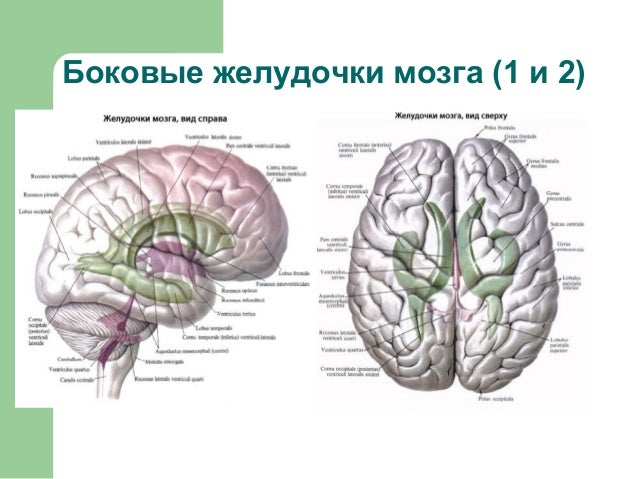 желудочки мозга картинки схемы онлайн желудочки мозга картинки схемы