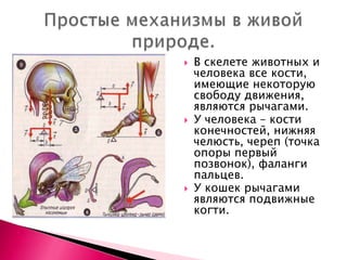    В скелете животных и
    человека все кости,
    имеющие некоторую
    свободу движения,
    являются рычагами.
   У человека – кости
    конечностей, нижняя
    челюсть, череп (точка
    опоры первый
    позвонок), фаланги
    пальцев.
   У кошек рычагами
    являются подвижные
    когти.
 