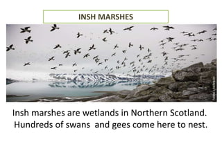 INSH MARSHES
Insh marshes are wetlands in Northern Scotland.
Hundreds of swans and gees come here to nest.