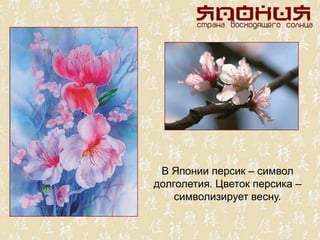В Японии персик – символ
долголетия. Цветок персика –
символизирует весну.
 