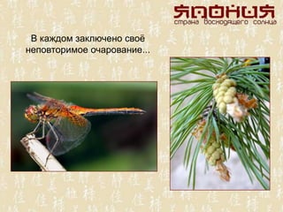 В каждом заключено своѐ
неповторимое очарование...
 