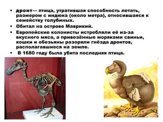 • дронт— птица, утратившая способность летать,
размером с индюка (около метра), относившаяся к
семейству голубиных.
• Обитал на острове Маврикий.
• Европейские колонисты истребляли её из-за
вкусного мяса, а привезённые моряками свиньи,
кошки и обезьяны разоряли гнёзда дронтов,
располагавшиеся на земле.
• В 1680 году была убита последняя птица.
 
