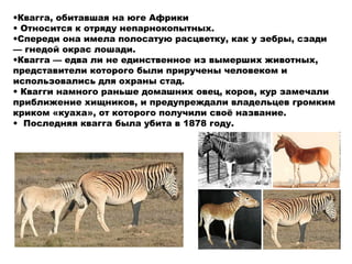 •Квагга, обитавшая на юге Африки
• Относится к отряду непарнокопытных.
•Спереди она имела полосатую расцветку, как у зебры, сзади
— гнедой окрас лошади.
•Квагга — едва ли не единственное из вымерших животных,
представители которого были приручены человеком и
использовались для охраны стад.
• Квагги намного раньше домашних овец, коров, кур замечали
приближение хищников, и предупреждали владельцев громким
криком «куаха», от которого получили своё название.
• Последняя квагга была убита в 1878 году.
 