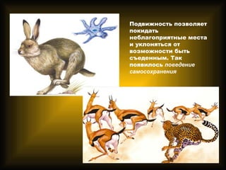 Подвижность позволяет
покидать
неблагоприятные места
и уклоняться от
возможности быть
съеденным. Так
появилось поведение
самосохранения
 