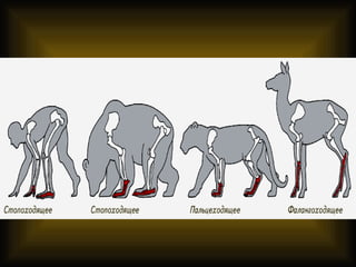 введение в зоологию для сети 7 класс