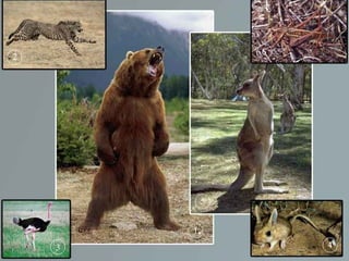 введение в зоологию для сети 7 класс