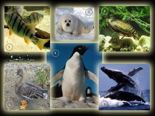 введение в зоологию для сети 7 класс