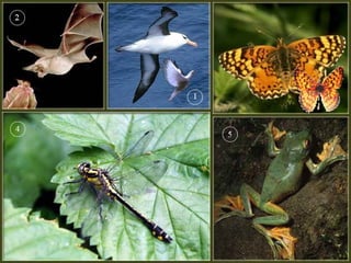 введение в зоологию для сети 7 класс