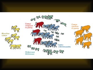 введение в зоологию для сети 7 класс
