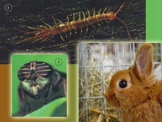 введение в зоологию для сети 7 класс