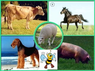 введение в зоологию для сети 7 класс