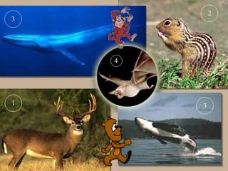 введение в зоологию для сети 7 класс