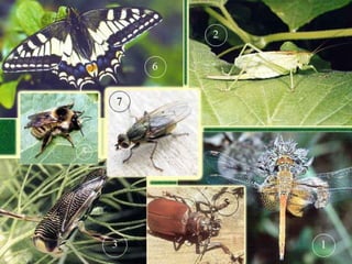 введение в зоологию для сети 7 класс